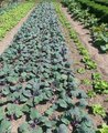Foto: Feld mit unterschiedlichen Kohl- und Salatsorten