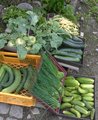 Foto: Gemüsestand mit den verschiedensten Gemüsesorten