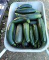 Foto: Schubkarre gefüllt mit grünen Zucchinifrüchten