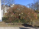 Strauch mit vielen bunt bemalten Ostereiern.