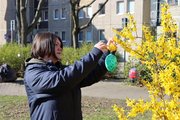 Eine Frau hängt bunte Ostereier an einen gelb blühenden Strauch. 