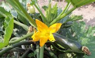 Foto: Zucchiniblüte mit Frucht 