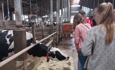 Schüler*innen besichtigen einen Kuhstall. Eine Kuh streckt ihren Kopf in Richtung der Schüler*innen.