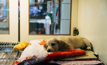 Dargestellt ist ein kleiner Hund im Tierheim, der auf einer Decke liegt.