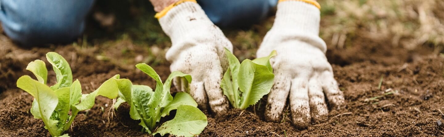 Headerbild: Hände in Handschuhen setzen Pflanzen in Erde
