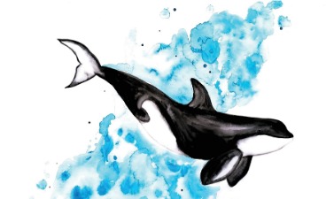 Bild eines Orcas