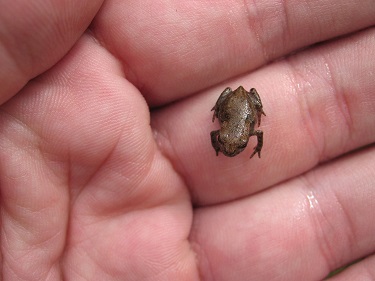 Es ist eine offene Handfläche zu sehen, die einen winzig kleinen Frosch hält.